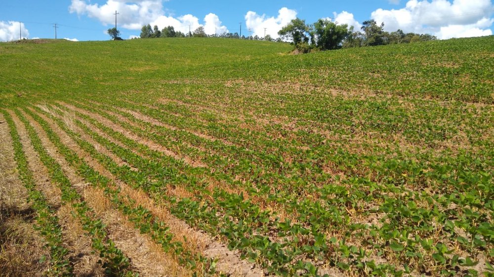 Stio - Venda - Estrada gua das Minas - Tamarana - PR